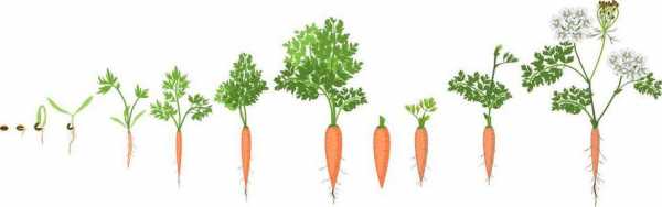 萝卜的生长过程图片（萝卜的生长过程图片 步骤）-图3