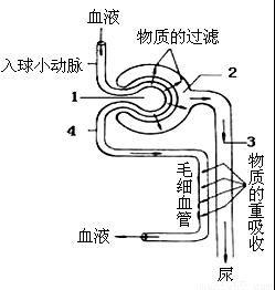 尿液的形成过程动画（尿液的形成过程的模型）-图2