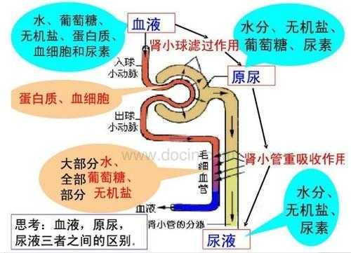 尿液的形成过程动画（尿液的形成过程的模型）-图3
