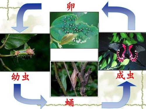 昆虫的生殖和发育过程（昆虫的生殖发育过程是什么）-图2