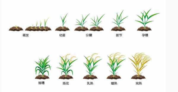 水稻成熟过程图（水稻的成熟期是多长时间）-图1
