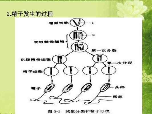 精细胞变形过程（精细胞变形过程属于细胞分化么）-图3