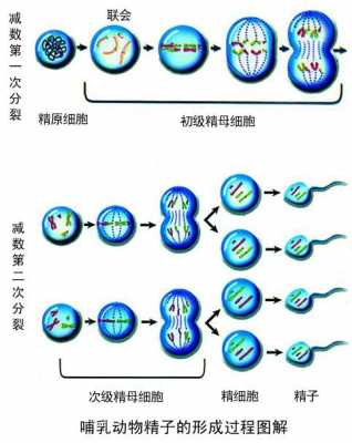 精细胞变形过程（精细胞变形过程属于细胞分化么）-图1