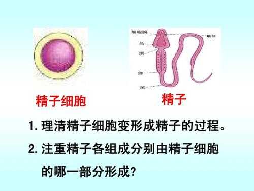 精细胞变形过程（精细胞变形过程属于细胞分化么）-图2