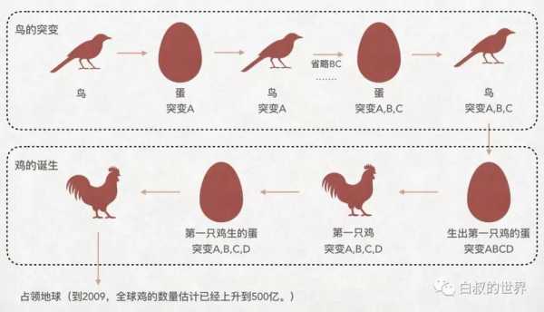 鸡蛋的演化过程（鸡蛋的演化过程图）-图1