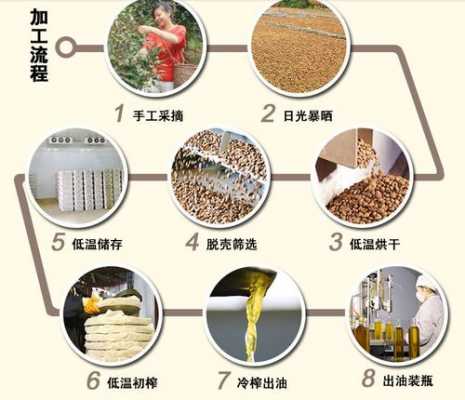 山茶油制作过程（山茶油制作过程描写）-图1