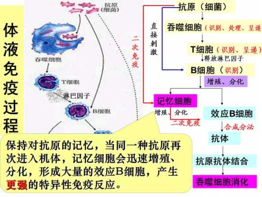 图示免疫过程（免疫过程高中生物图）-图3