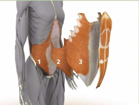 人体解腹过程图片（人体解剖腹肌的图片）-图2