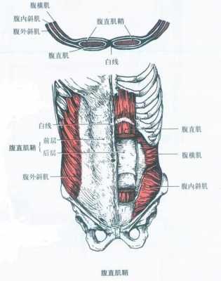 人体解腹过程图片（人体解剖腹肌的图片）-图3