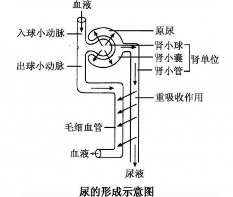 人排出尿液的过程（人体尿液排出体外的途径）-图1