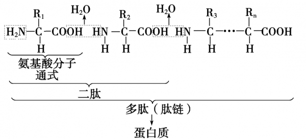 多肽形成过程（多肽形成过程中第一氨基酸反应是氨基?）-图1