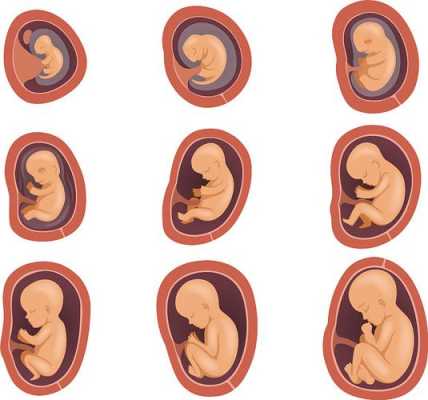 孕期胎儿成长过程图（孕期胎儿成长过程图解）-图3