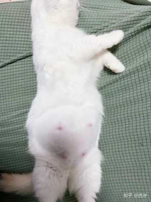 猫怀孕过程图片大全（猫怀孕是什么样子的图）-图3