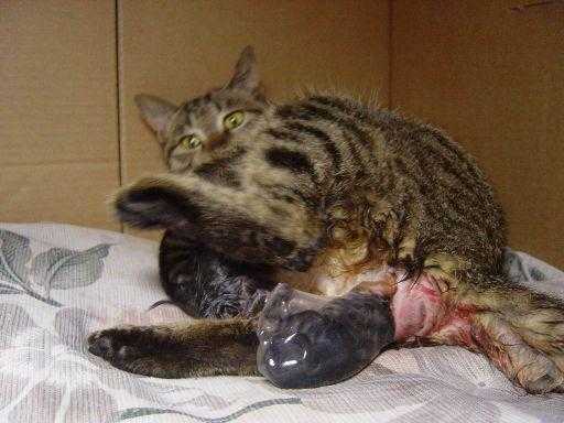 猫怀孕过程图片大全（猫怀孕是什么样子的图）-图2