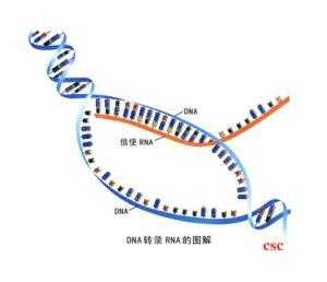 DNA翻译过程EPA（dna翻译过程教学视频）-图1