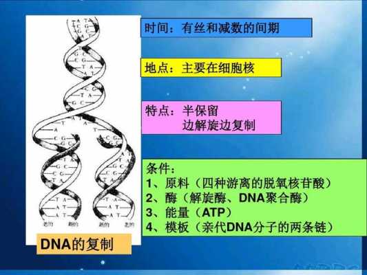 DNA翻译过程EPA（dna翻译过程教学视频）-图3