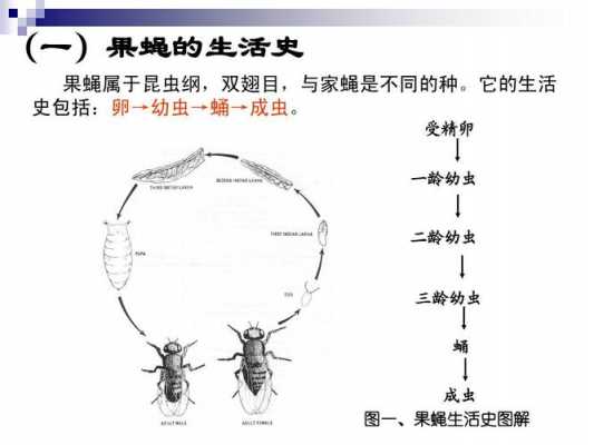 生物果蝇过程（果蝇在生物学中有什么应用）-图3
