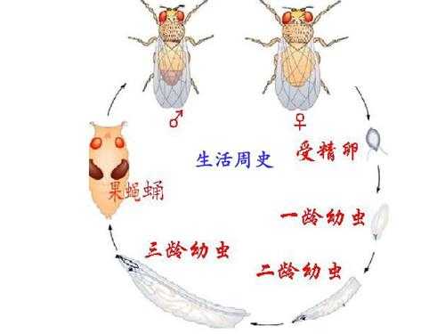 生物果蝇过程（果蝇在生物学中有什么应用）-图1