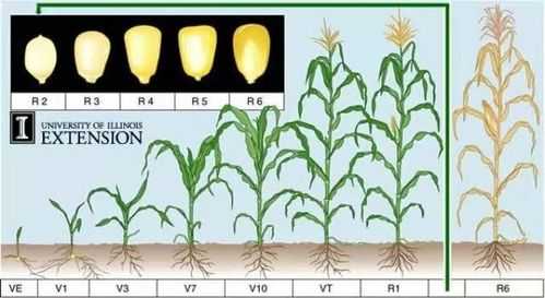 粮食的种植过程总结（粮食的种植过程总结图）-图3