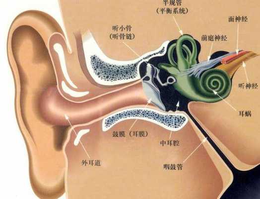 内耳的发育过程（内耳发育会摇头吗）-图1