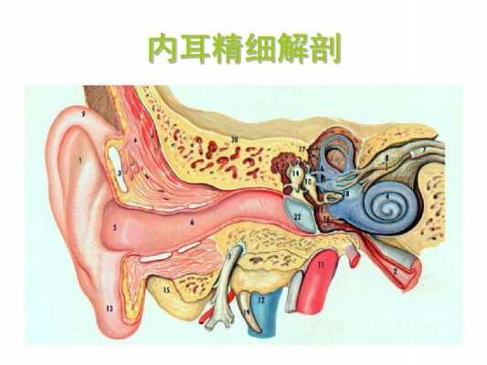 内耳的发育过程（内耳发育会摇头吗）-图2