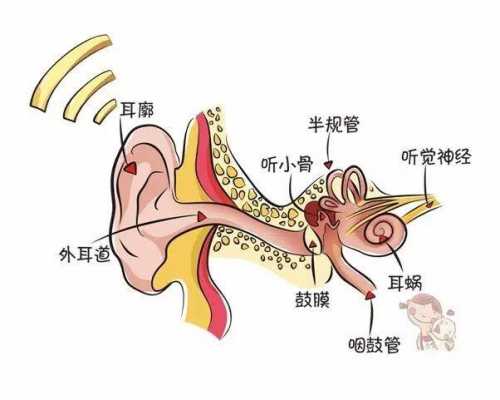 内耳的发育过程（内耳发育会摇头吗）-图3