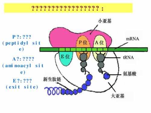 蛋白质翻译过程动画（蛋白质翻译动画视频）-图2