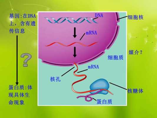 蛋白质翻译过程动画（蛋白质翻译动画视频）-图3