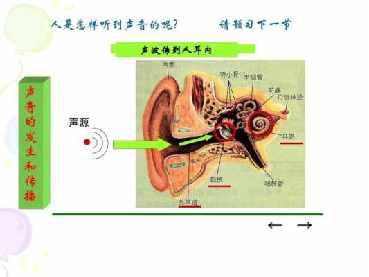 听觉形成的过程（听觉形成的过程示意图）-图1
