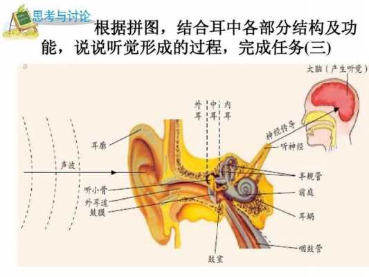 听觉形成的过程（听觉形成的过程示意图）-图3