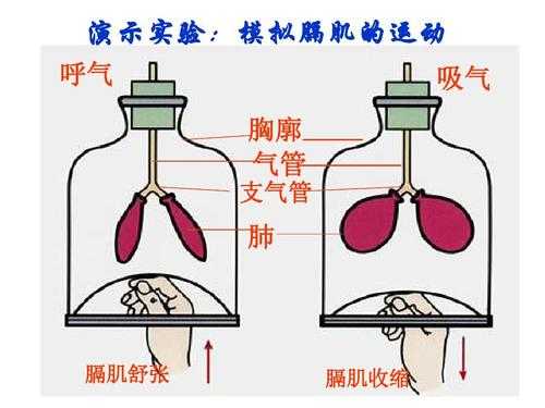 气体进出肺部的过程（气体进出肺依靠什么的收缩与舒张）-图3