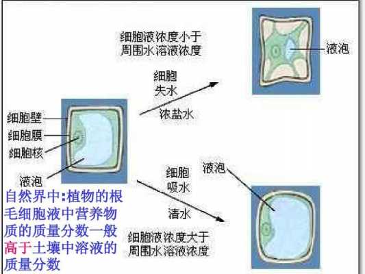 根失水的过程（根细胞失水）-图3
