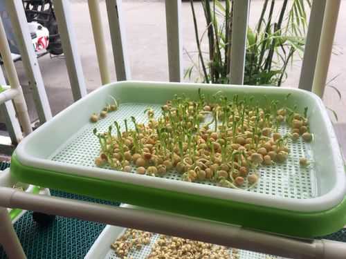绿豌豆的过程（绿豌豆的生长过程）-图1