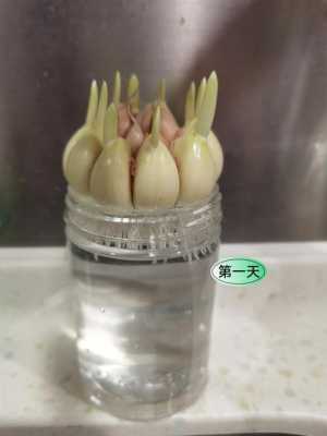 大蒜水培发芽过程图片（大蒜水培发芽过程图片视频）-图1