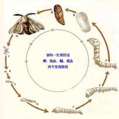 蛹化过程（化蛹的过程内部变化）-图2