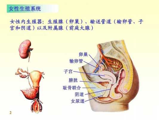 人的生殖过程动画（人的生殖课程讲解）-图3