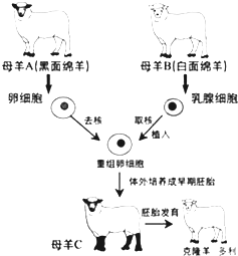 克隆羊多莉的过程（克隆羊多莉的基本原理）-图1