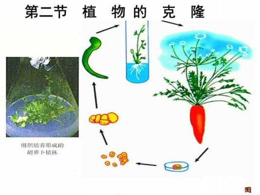 植物克隆培育的过程（植物克隆的条件）-图1