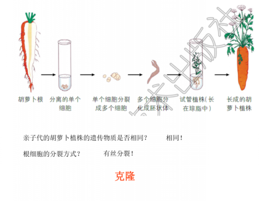 植物克隆培育的过程（植物克隆的条件）-图2