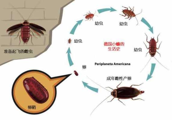蟑螂几个发育过程（蟑螂的生长发育过程）-图1