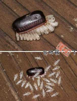 蟑螂几个发育过程（蟑螂的生长发育过程）-图3