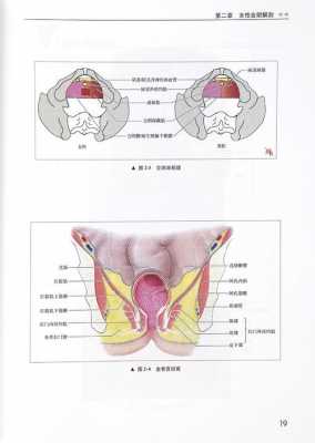 女性阴部美容全过程（女性阴部美容全过程图）-图3