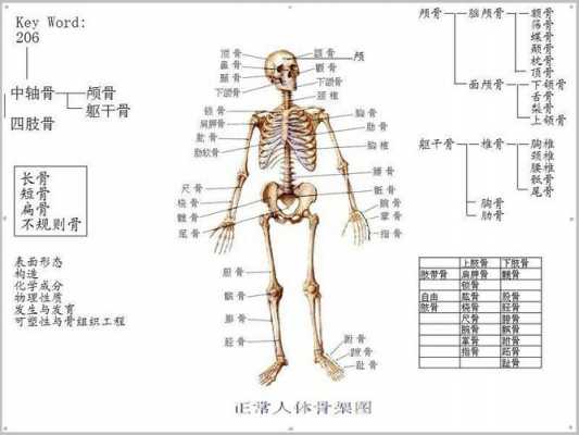 骨骼运动过程（骨骼运动过程图解）-图1