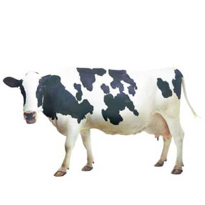 奶牛长大过程（奶牛长得怎么样）-图3