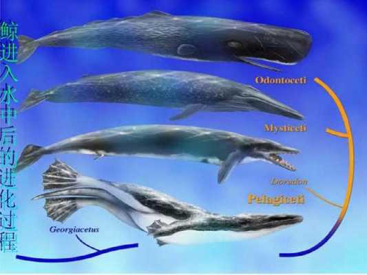 鲸的过程与方法（鲸的认识）-图1