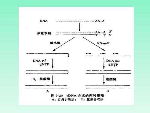 rna的复制过程（简述dna复制的过程）-图1