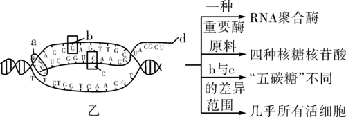 rna的复制过程（简述dna复制的过程）-图2