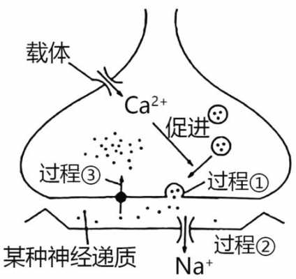 突触传递过程包括（突触传递过程包括有）-图3