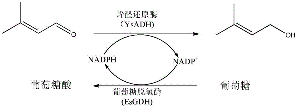 耐热酶的选育过程（耐高温酶怎么得到的）-图2