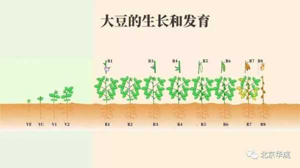 大豆成长过程图片（大豆生长过程各阶段名称）-图1